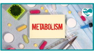 Does Tirzepatide increase metabolism